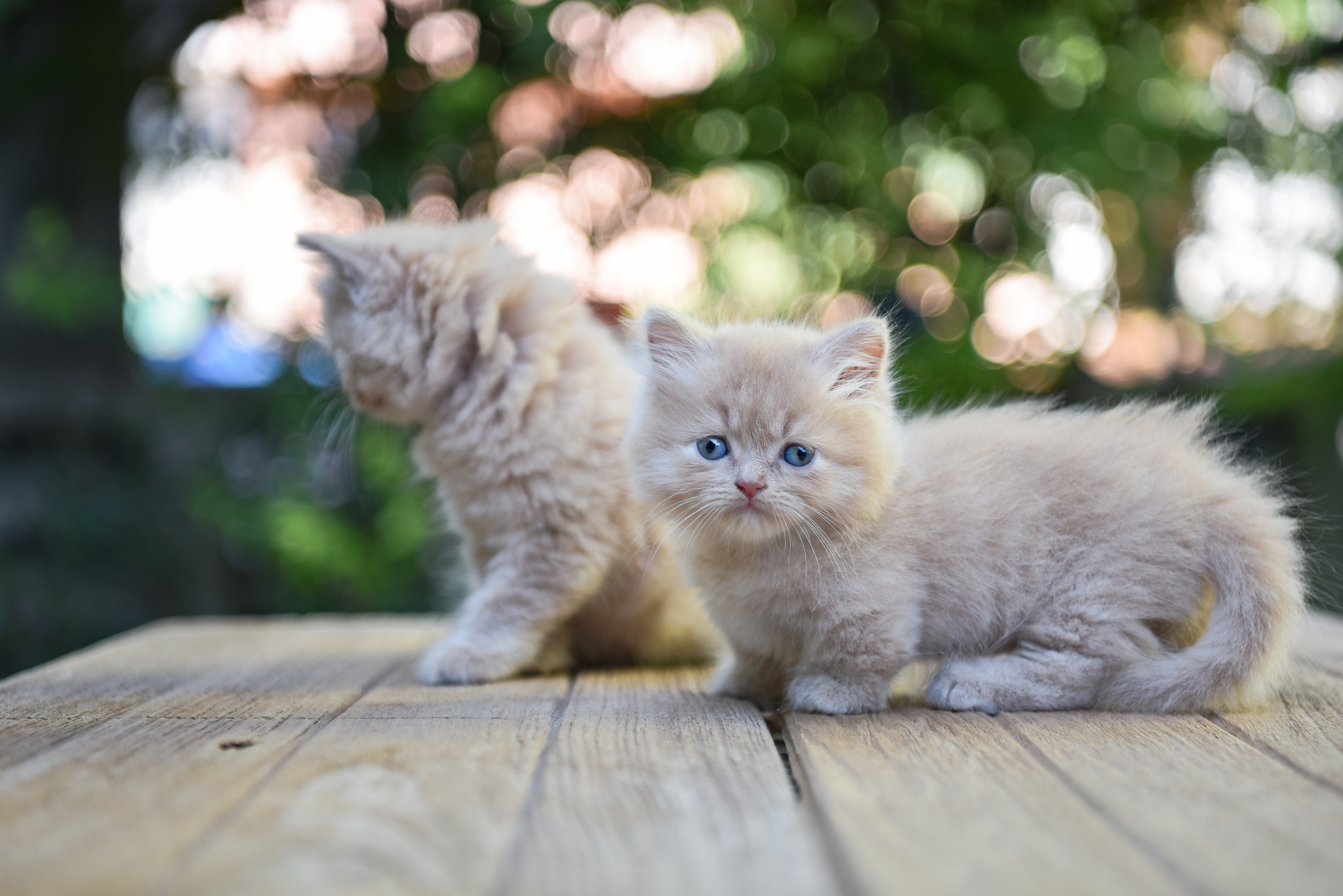 Munchkin, Grass Valley Vets