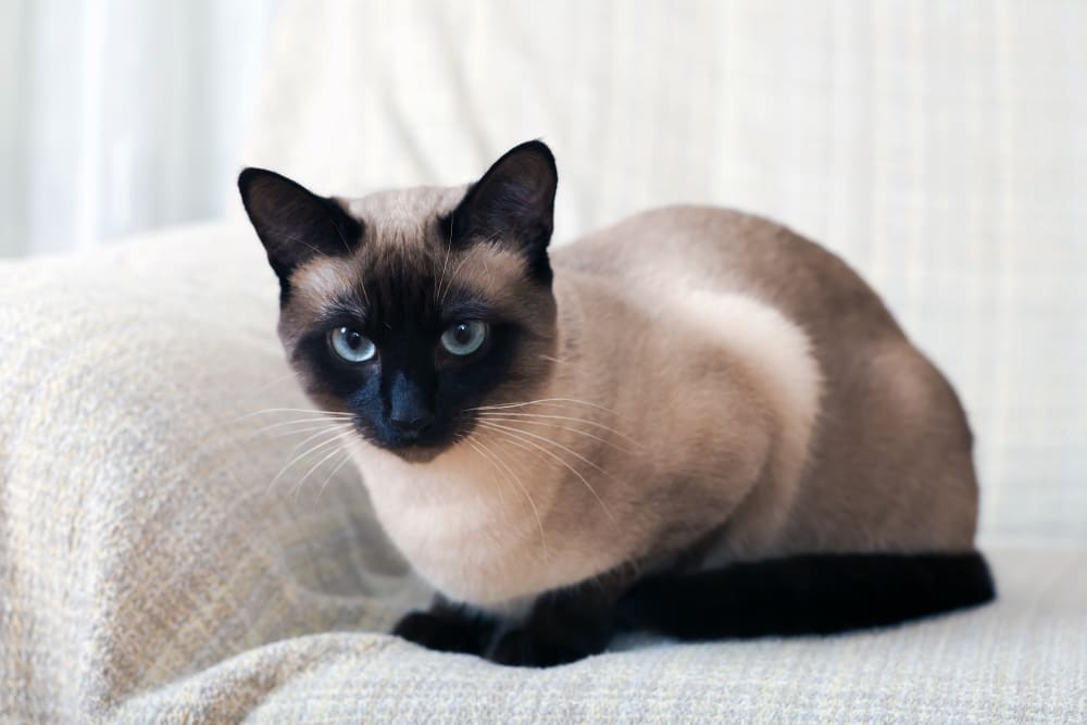 Siamese, Grass Valley Vets