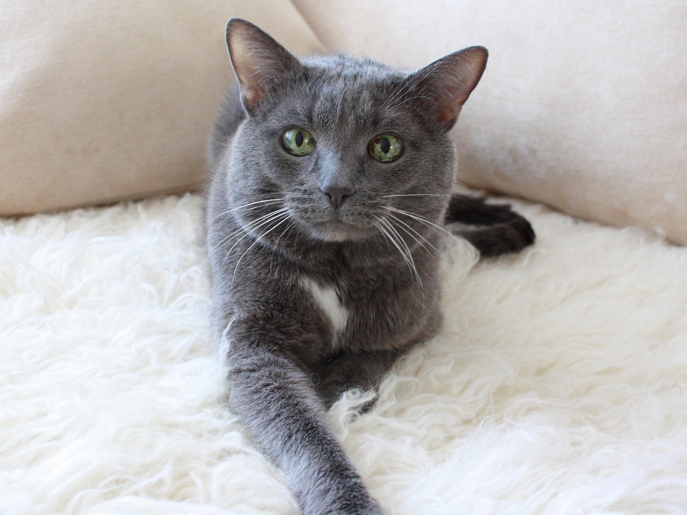 Russian Blue, Grass Valley Vets