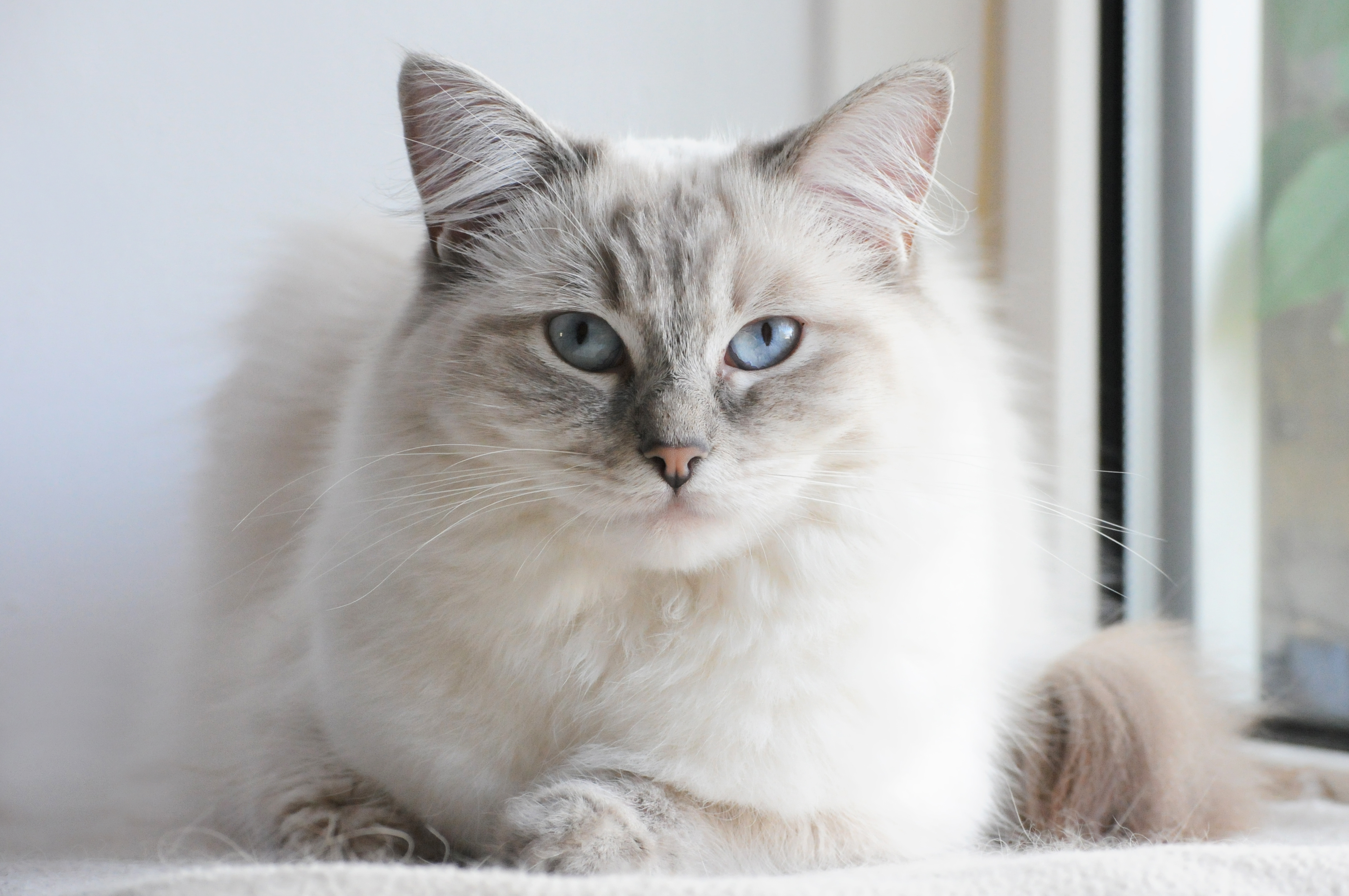 Ragdoll, Grass Valley Vets