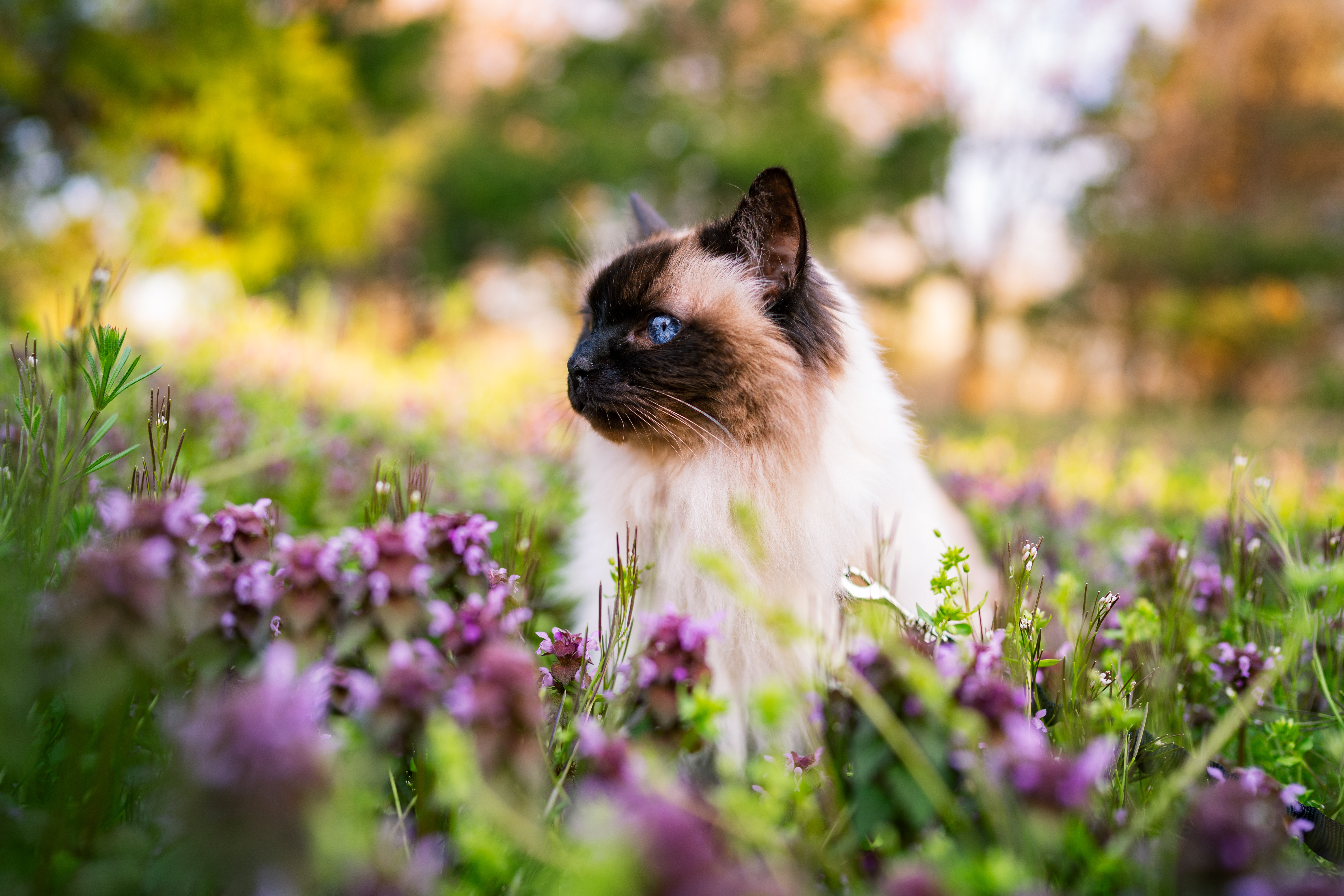 Balinese, Grass Valley Vets