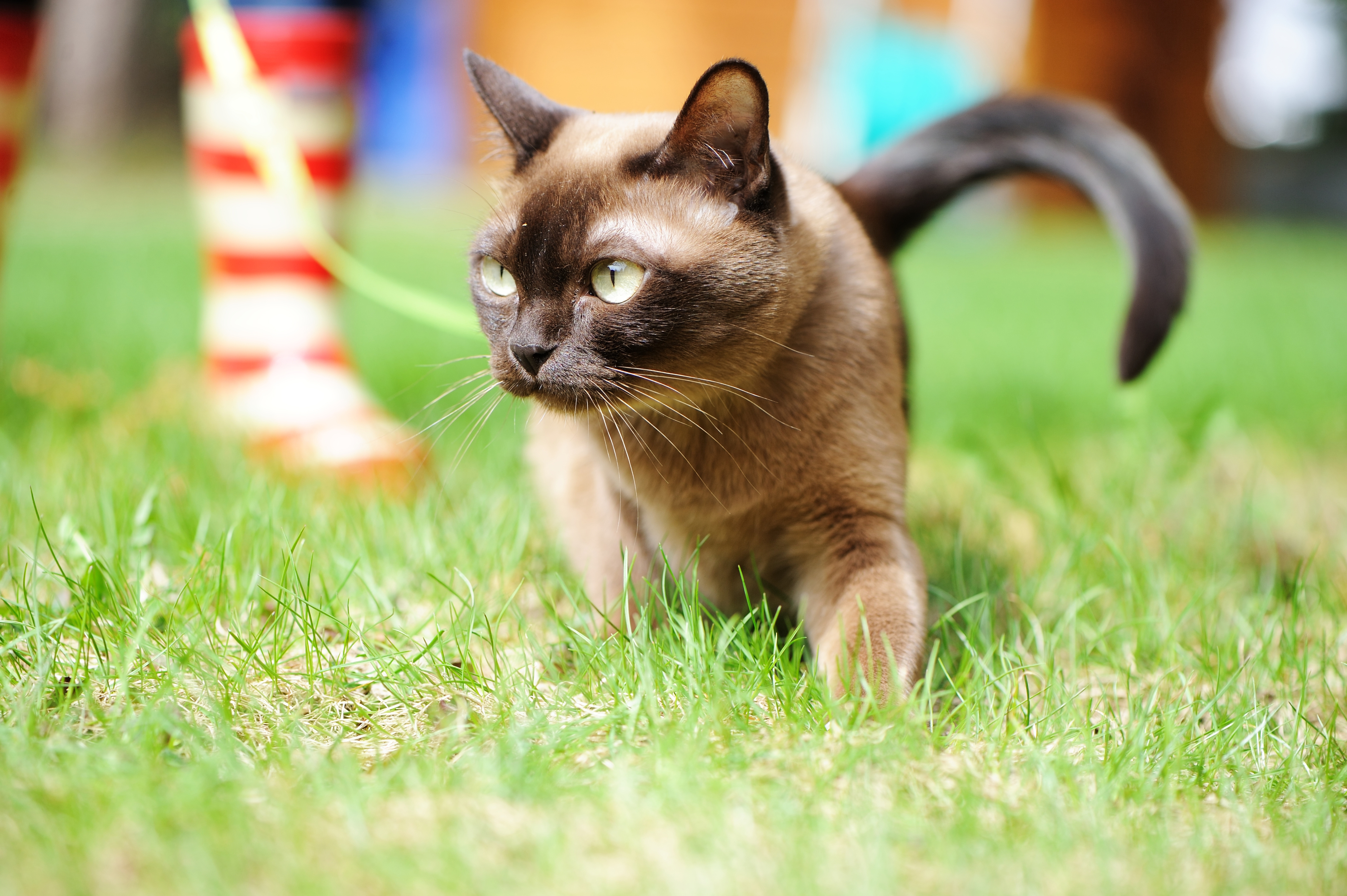 Burmese, Grass Valley Vets