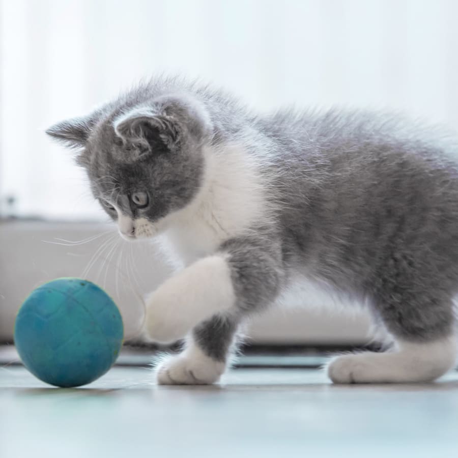 Medical Boarding for Cats in Grass Valley