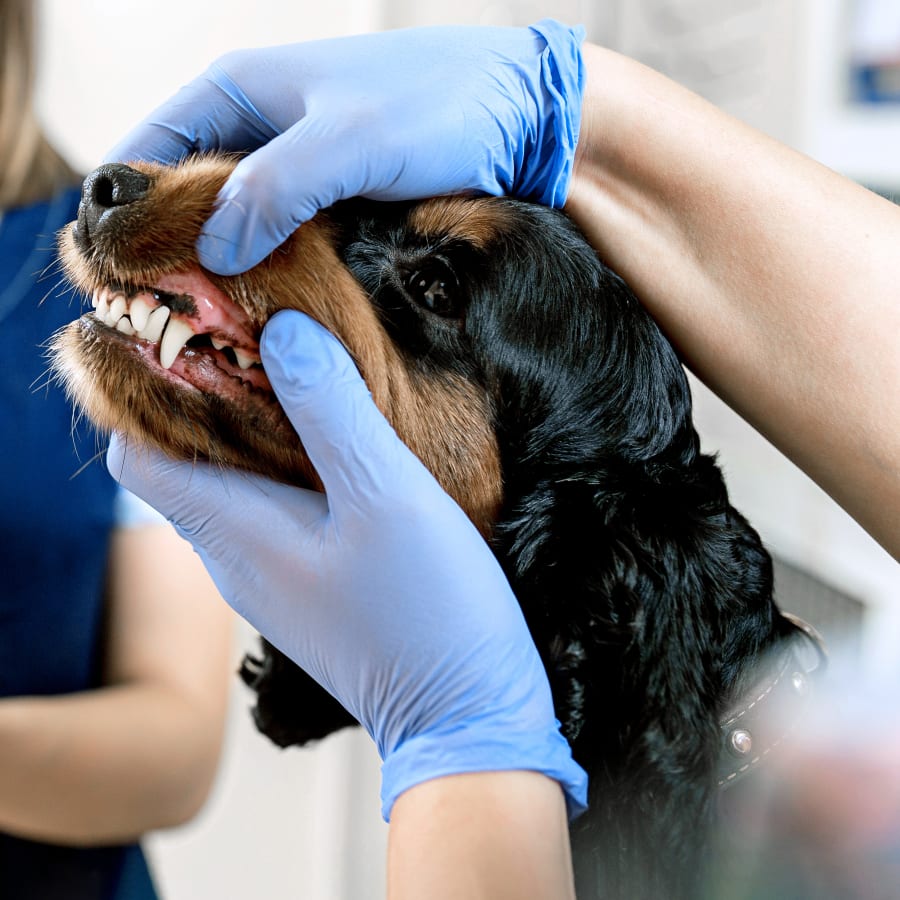Cat & dog Dental Care, Grass Valley Vet