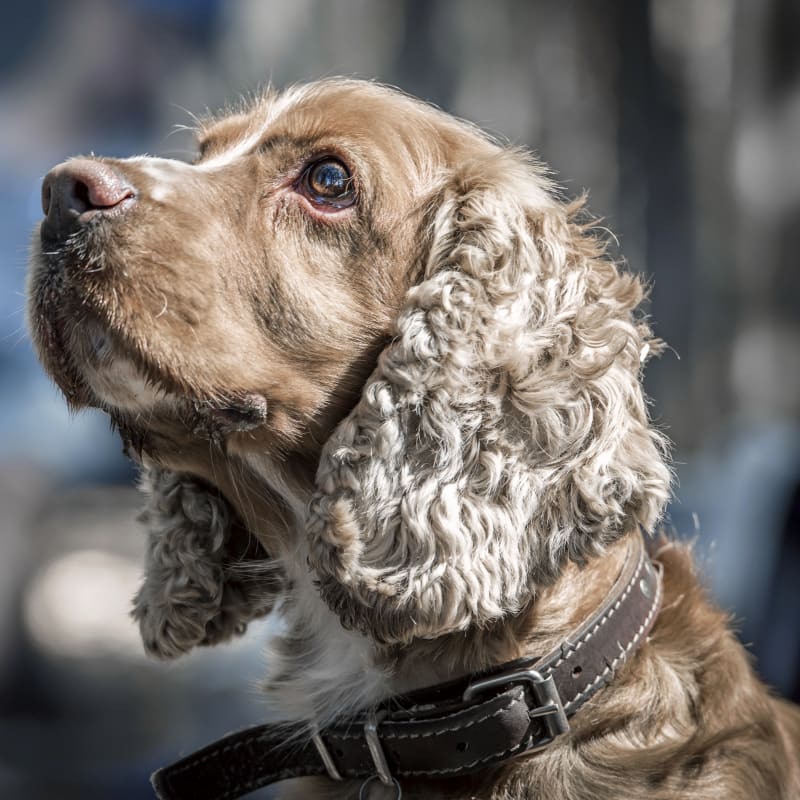 Geriatric Care for Pets, Grass Valley