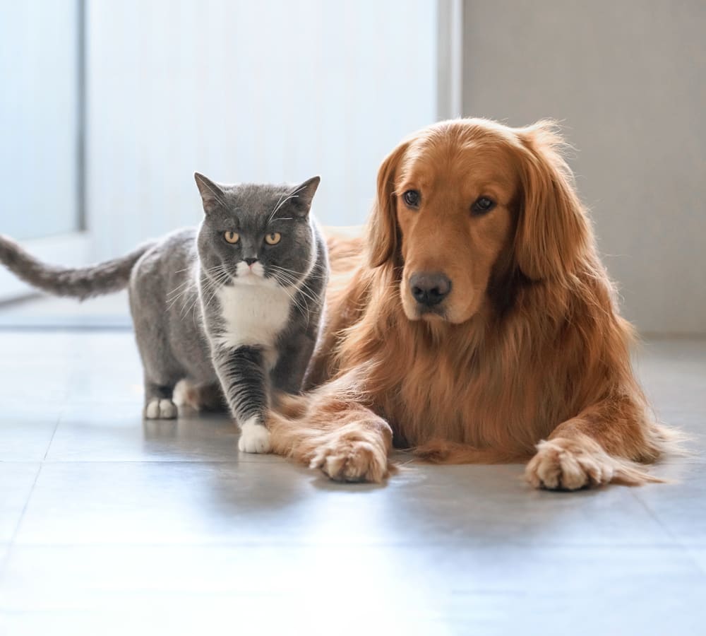 Pets at our Grass Valley Veterinary Clinic